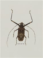 藏品(天牛科(六)外國)的圖片
